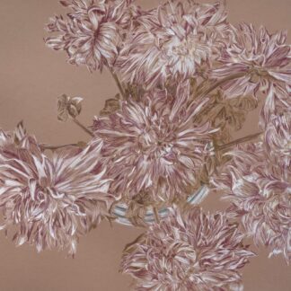dessin au pastel sec de dahlias par Manifa Kind. Couleurs blanches et bordeaux sur un fond brun